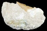 Otodus Shark Tooth Fossil in Rock - Huge Tooth! #183739-2